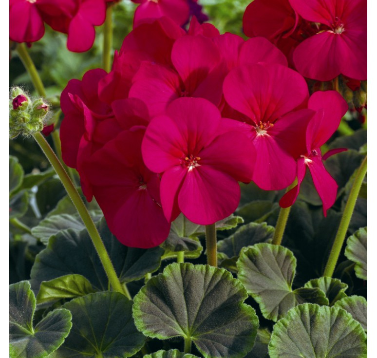 Мушкато с шоколадови листа-Geranium F1 Bullseye cherry (5021)